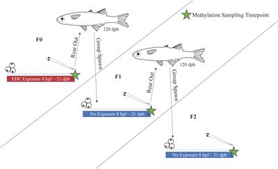 Early Life Exposure to Environmentally Relevant Levels of Endocrine Disruptors Drive Multigenerational and Transgenerational Epigenetic Changes in a Fish Model